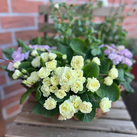 Pusteblume Szálloda